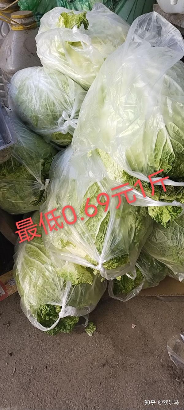 大白菜最新批发价格动态解析与市场趋势预测