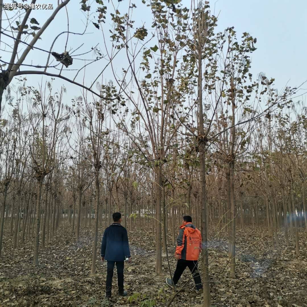 最新梓树求购热潮，梓树价值及市场需求解析