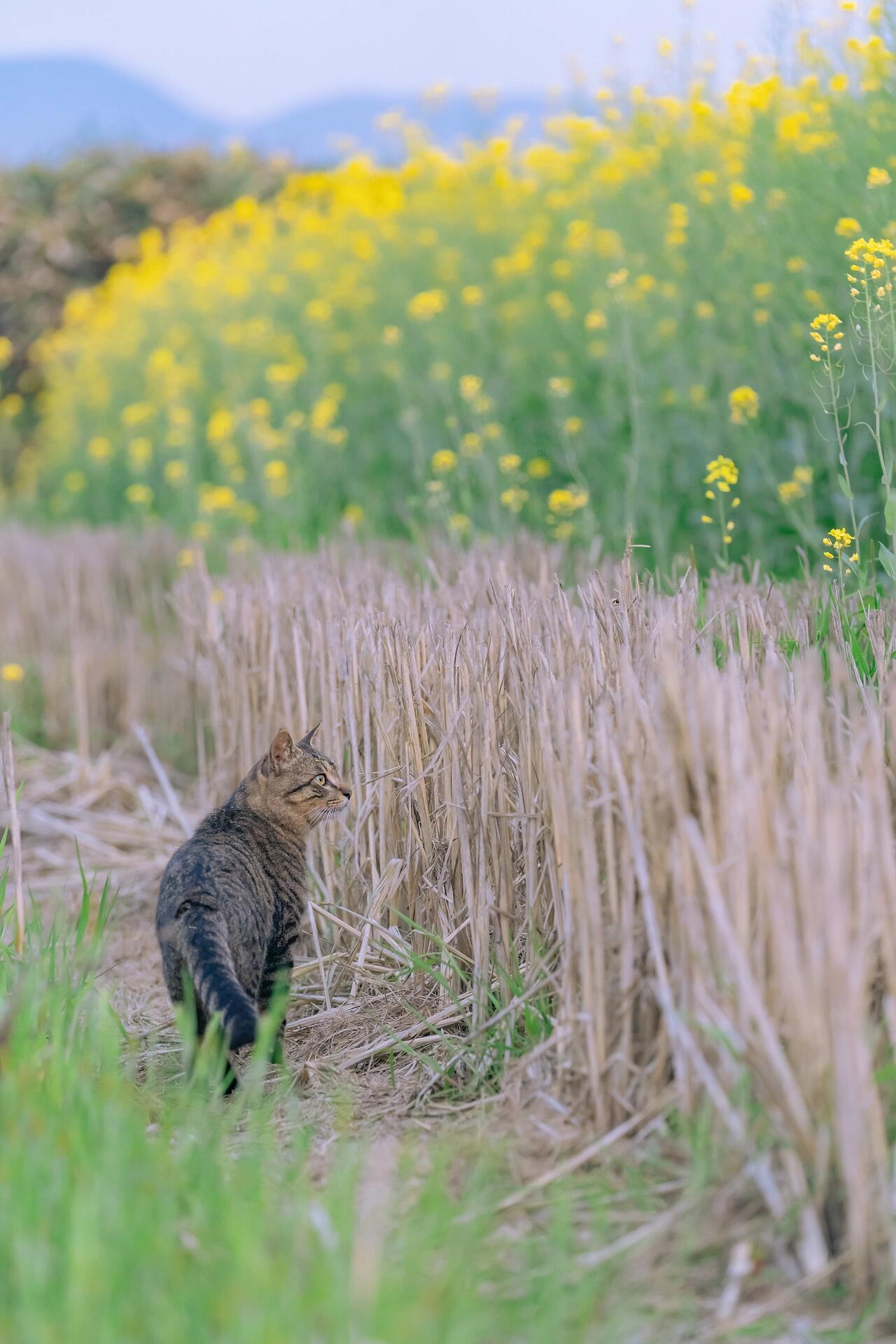 春光使者，最新萌猫迎春图