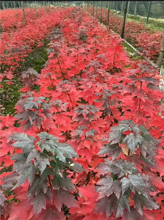 最新红枫苗，美丽景观与种植技术的完美融合