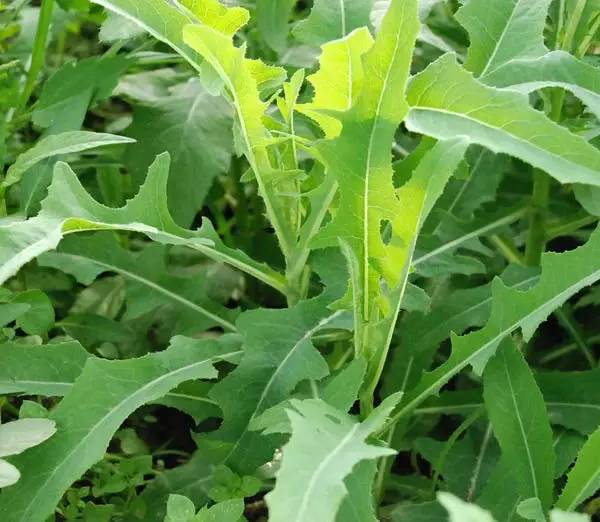 野菜热潮，绿色健康饮食新风尚